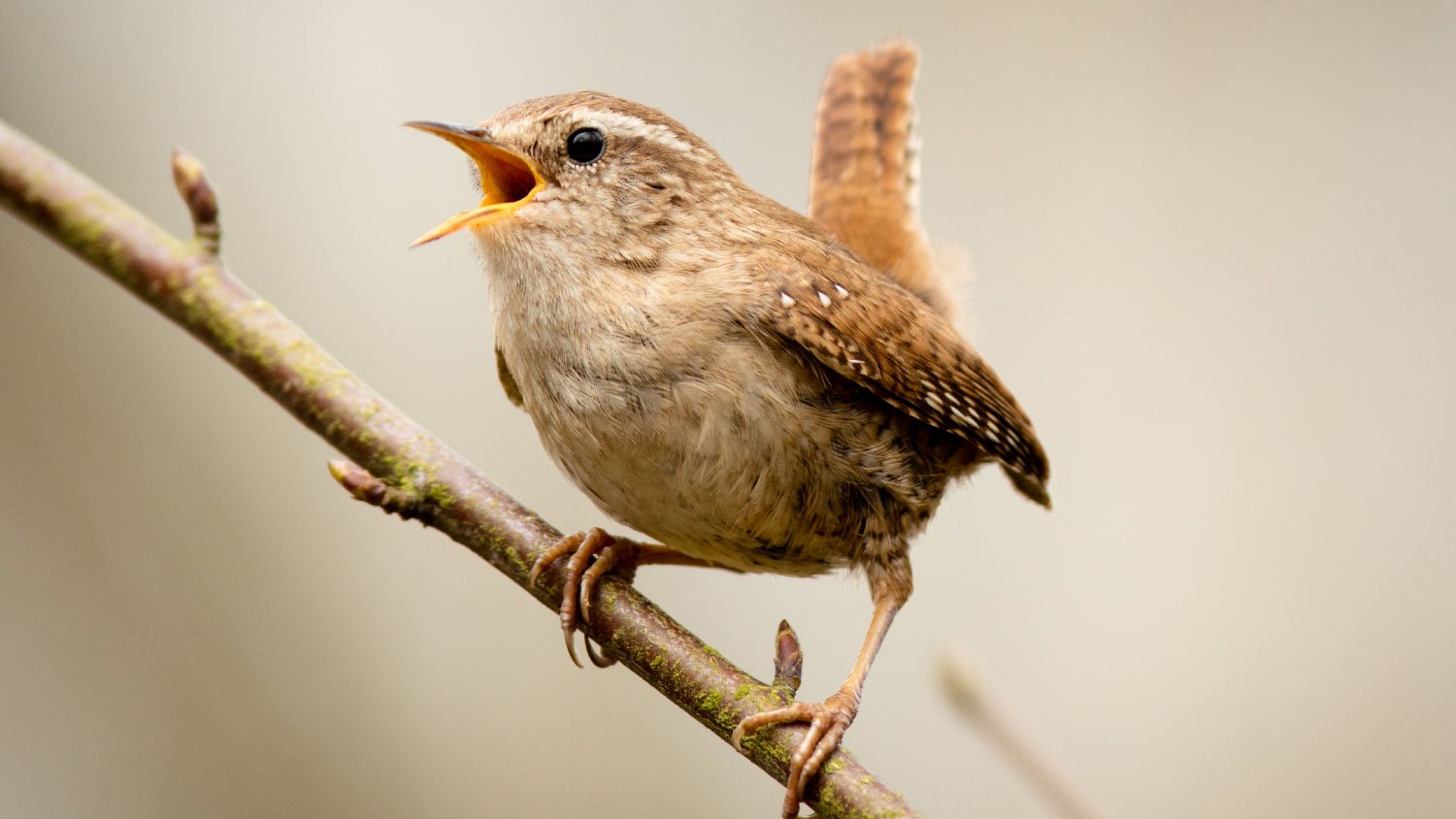 wren sitting on a branch