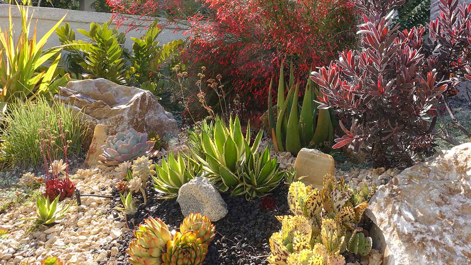 Xeriscape yard design with decorative rocks