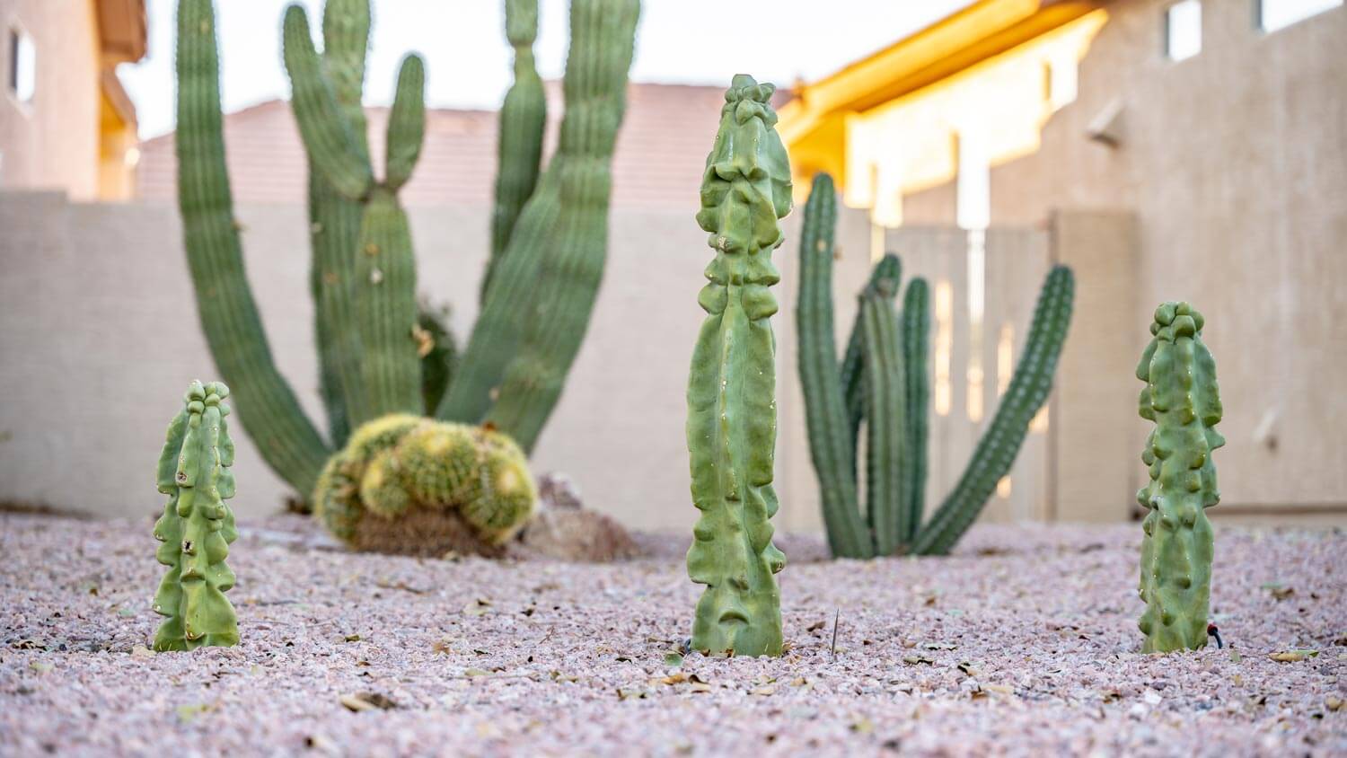 A xeriscaped garden with gravel and cacti