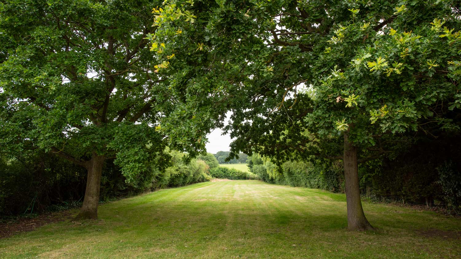 A general exterior view of a large garden with patchy grass lawn and trees