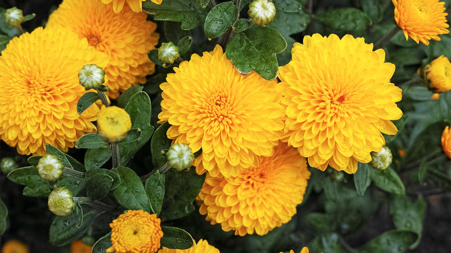 Yellow chrysanthemums