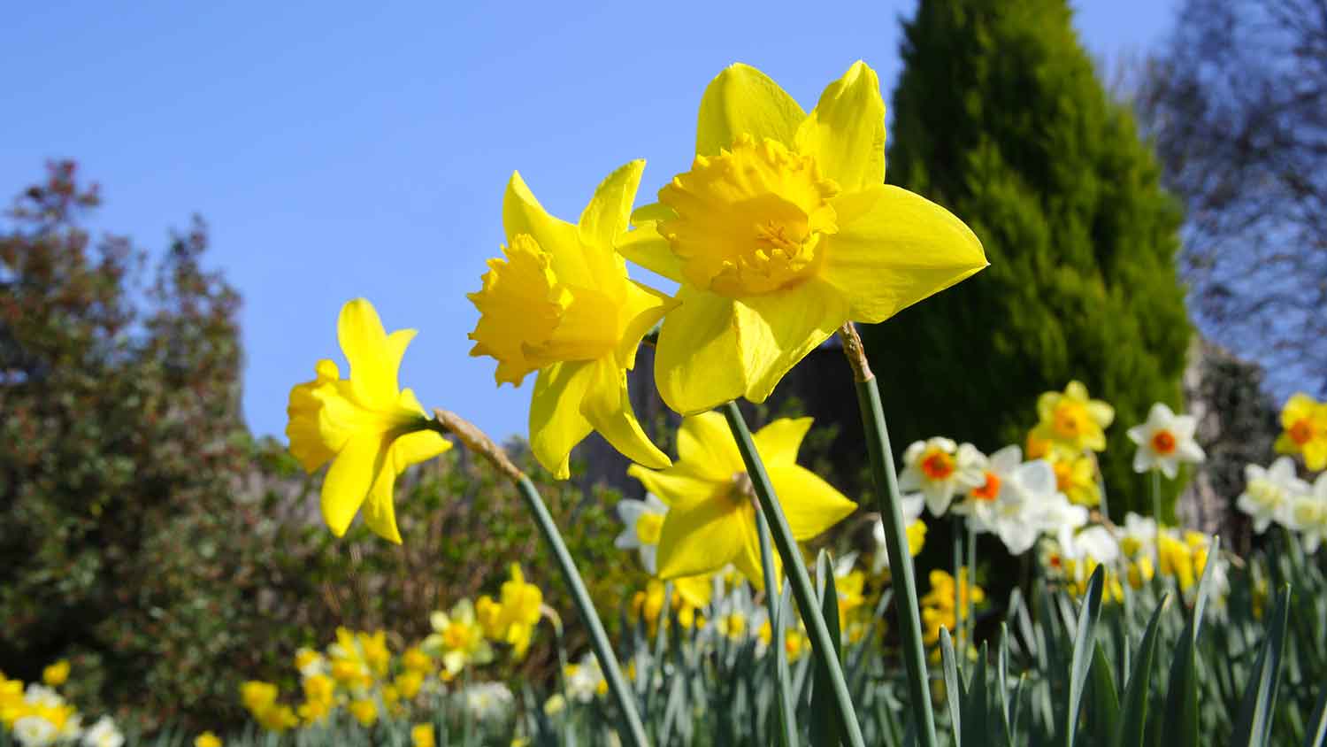 Daffodils against a blue sky in a domestic garden