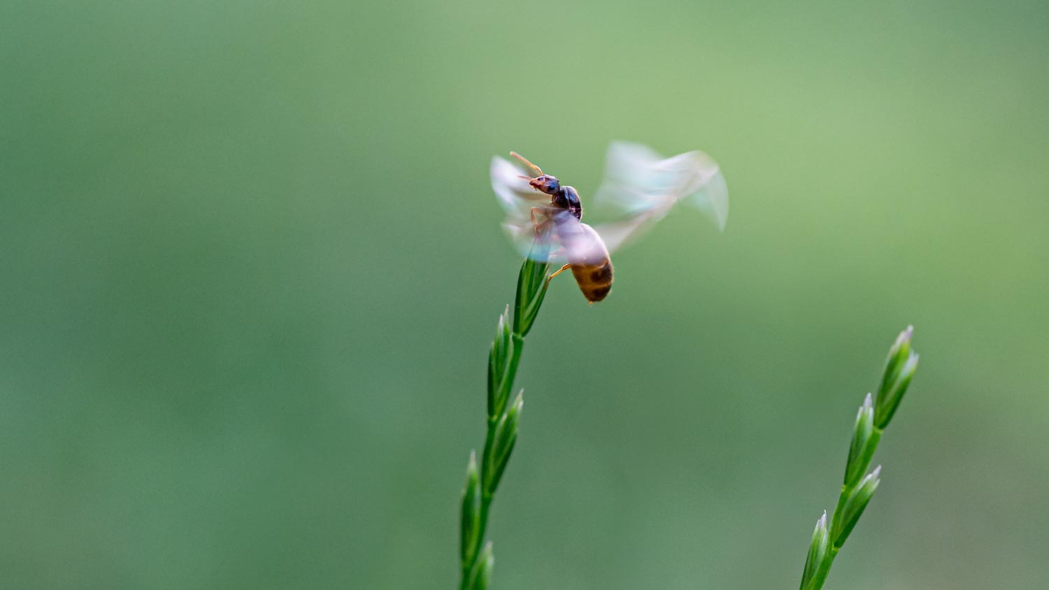 A yellow meadow ant