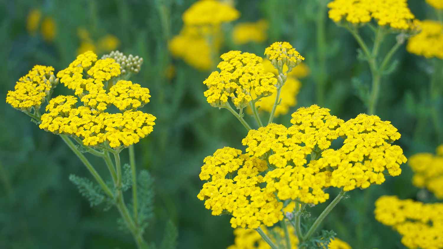 Yellow yarrow flower growing in the field