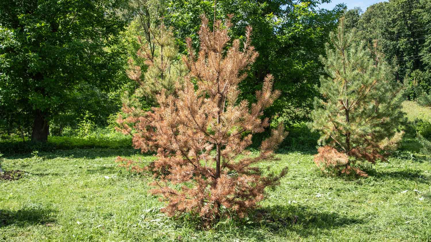 A young pine infected with needle blight