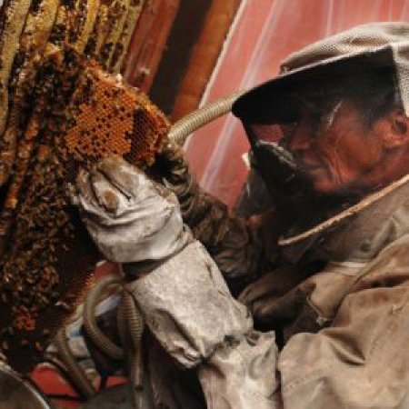 honeycomb removal bees honeycomb removal bees