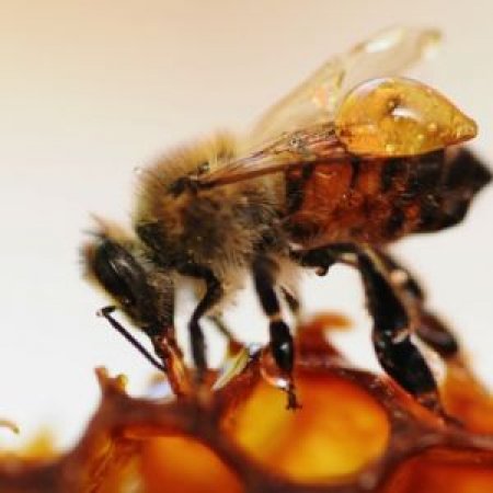 honey bee removal honey bee removal