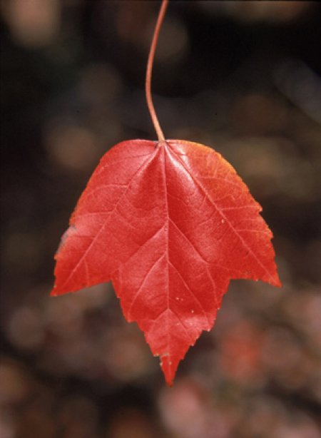 red maple leaf