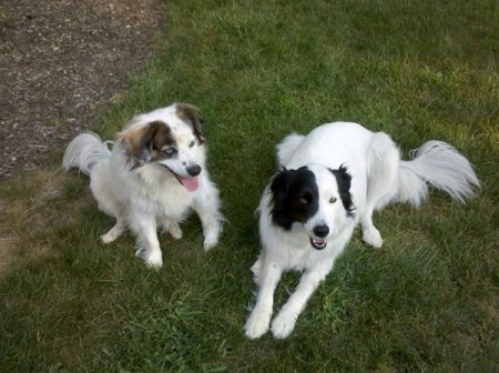 Don't forget to keep up on your pup's upkeep during your spring cleaning routine. (Photo courtesy of Angie's List member Kim N. of Columbus, Ohio)