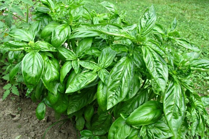 basil plant