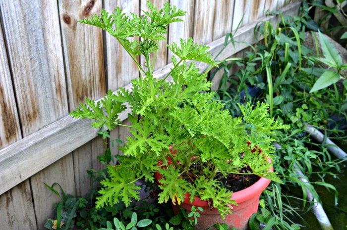 citronella plant