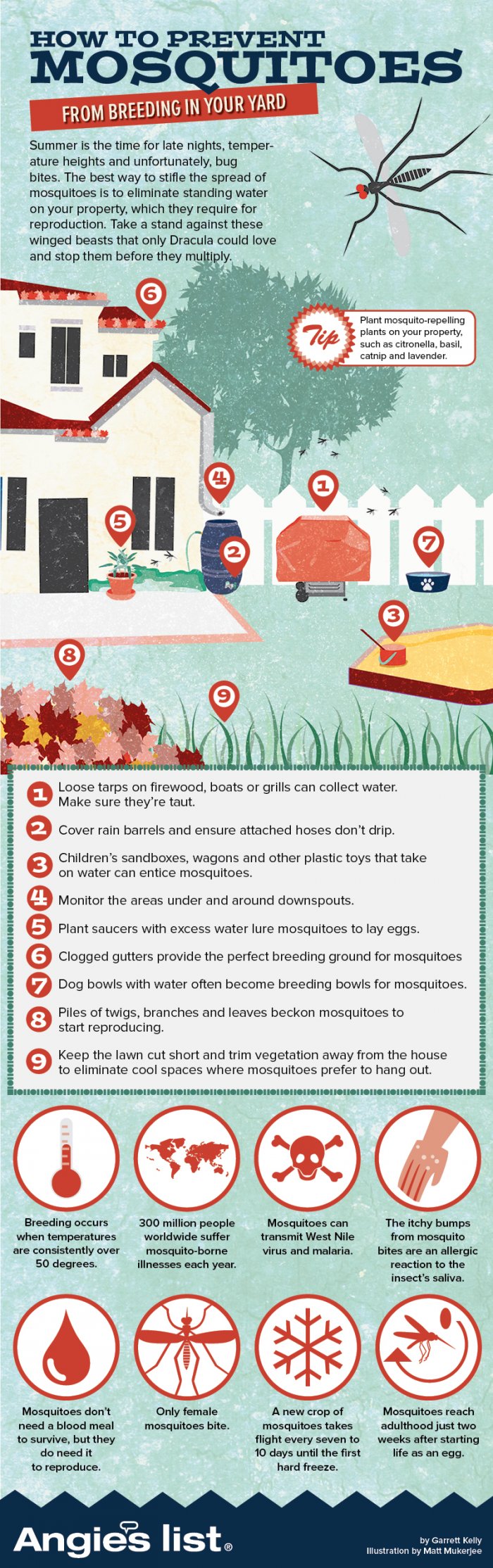 mosquito breeding grounds graphic