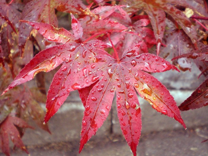 Japanese maple leaf