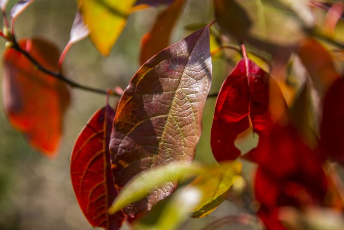 sassafras tree