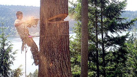 tree service contractor removing a 100-foot fir tree tree service contractor removing a 100-foot fir tree
