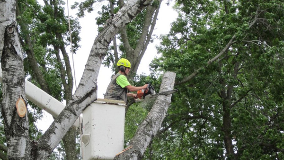 Professional tree trimming