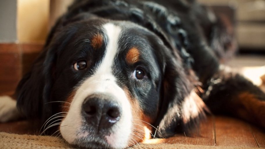 dog lying down