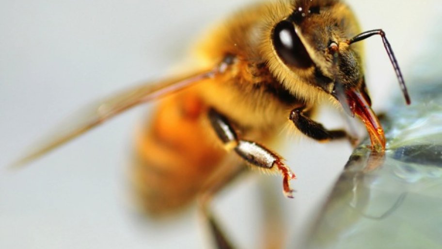 honeybee removal honeybee removal