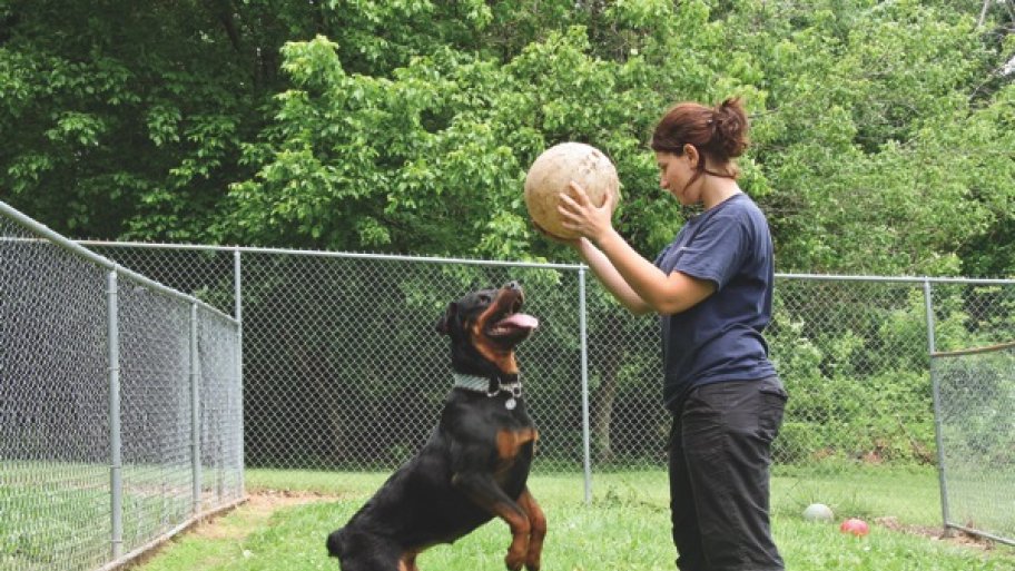 pet boarding facility employee playing with a Rottweiler