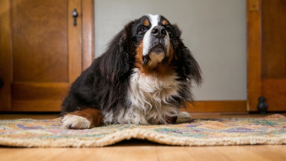 pet dog sits on rug