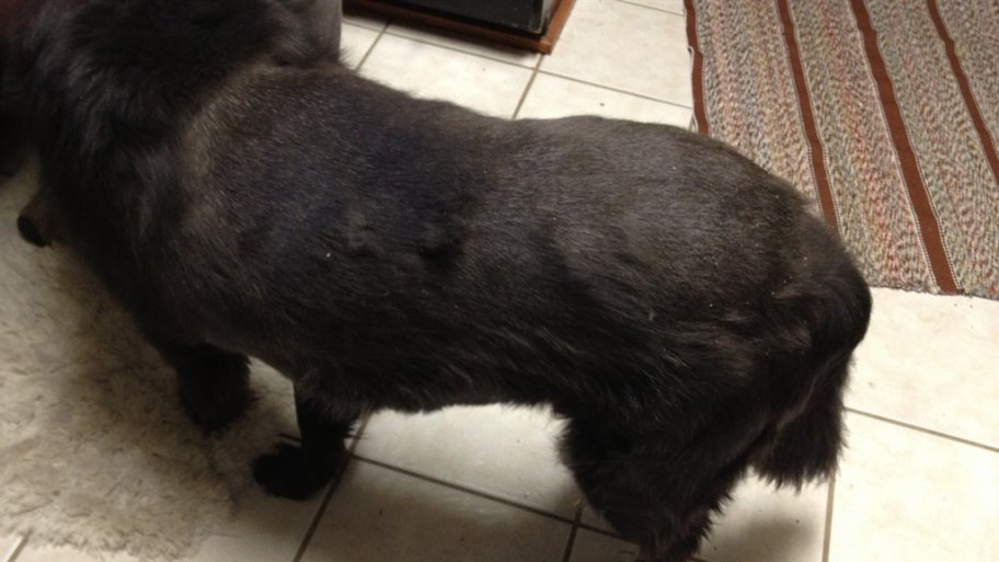 black dog fur black dog fur