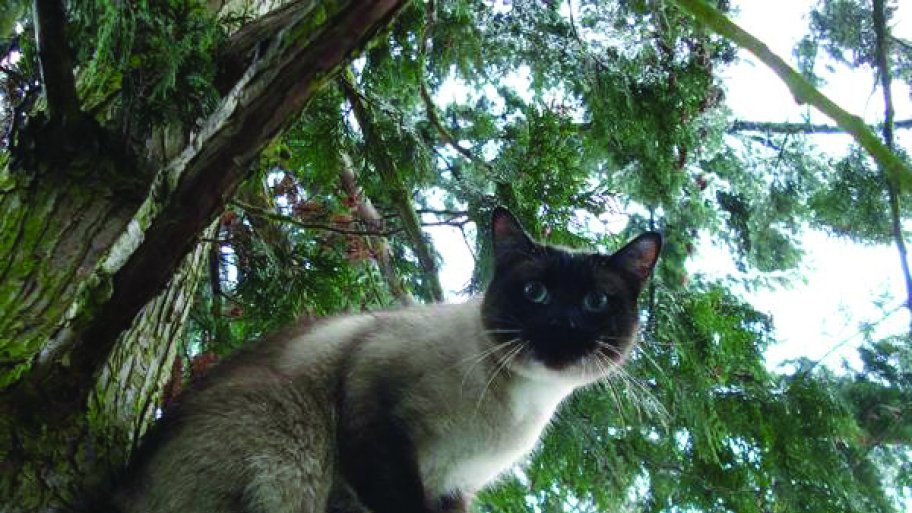 cat in a tree