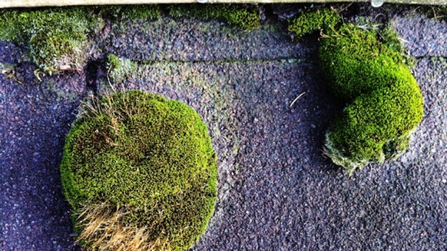 clumps of moss on a roof
