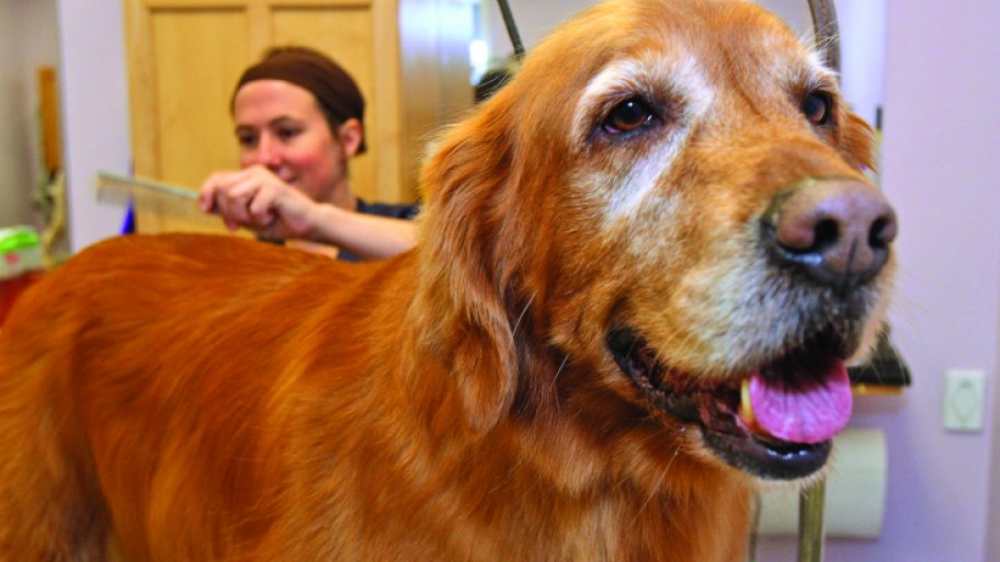 A red golden retriever being groomed.