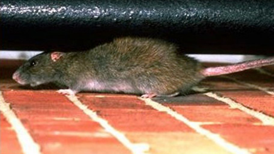 Are Rats in My Home Causing an Allergic Reaction? Angi
