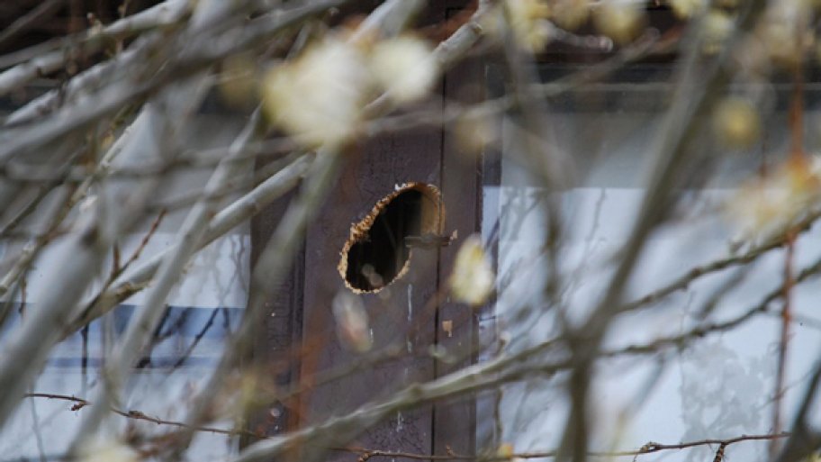 Woodpeckers are Leaving Holes in my Siding! Angi [Angie's List]